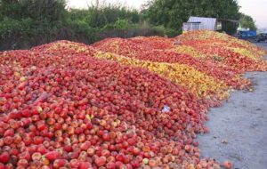 ۴٠٠ هزار تن سیب صنعتی روی دست کشاورزان آذربایجان غربی و شرقی ماند!