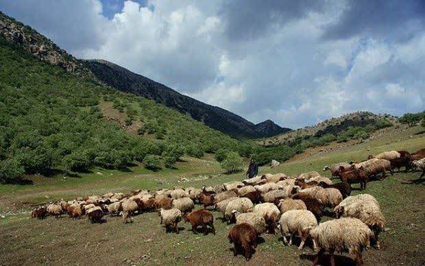 ممنوعیت ورود دام به مراتع آذربایجان‌غربی تا ۱۵ اردیبهشت