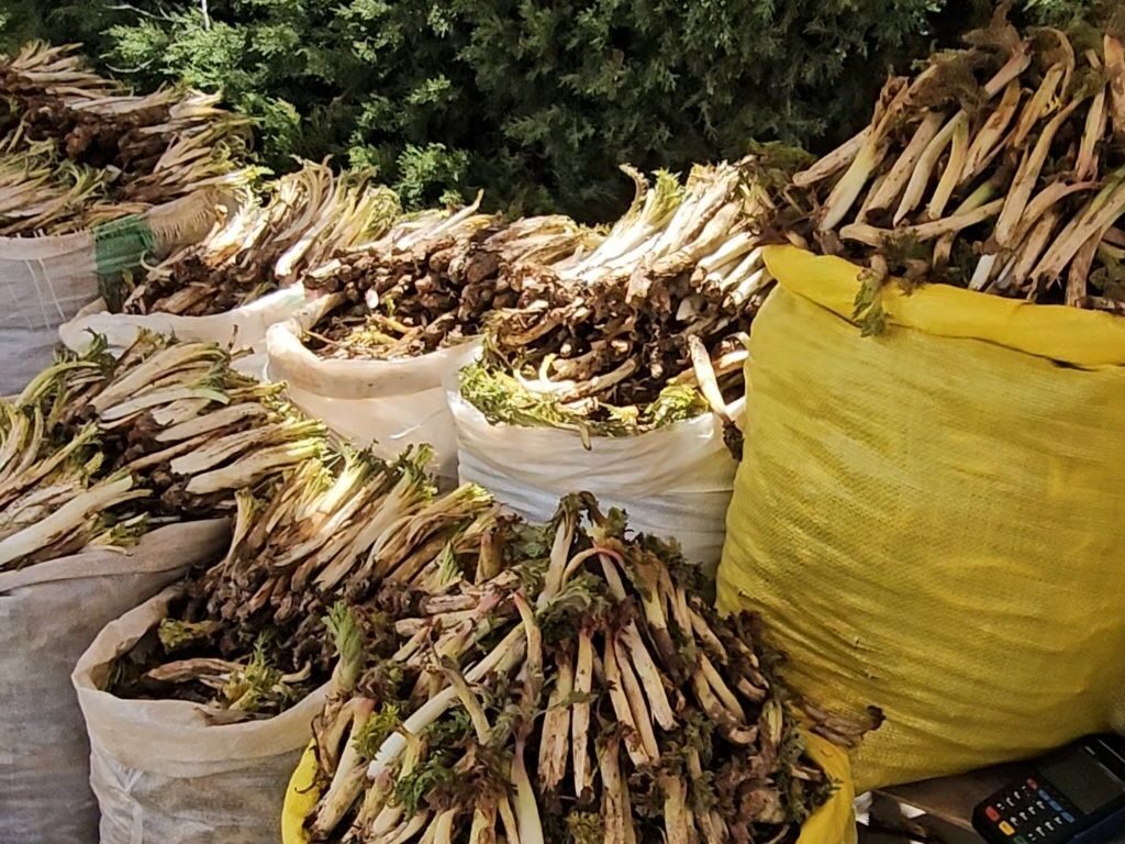 برداشت ناپایدار گیاهان مرتعی در ارومیه؛ بحران خاموش تنوع زیستی و معیشت محلی