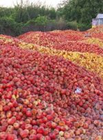 ۴٠٠ هزار تن سیب صنعتی روی دست کشاورزان آذربایجان غربی و شرقی ماند!