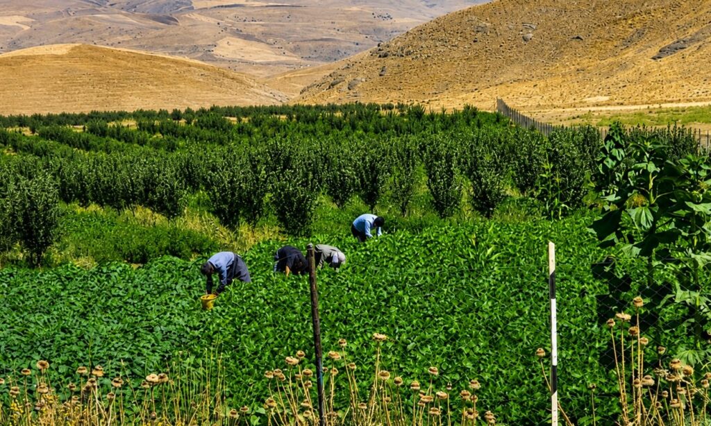 جلوەهایی از هنر کمیابِ طبیعت 